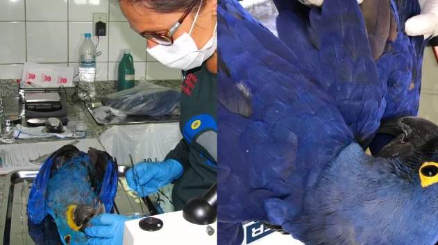 Agrotóxico causa mortes de araras-azuis no Pantanal, aponta pesquisa
