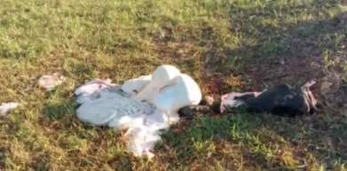 Criminosos matam vaca picada por cobra e furtam toda carne em Rondônia
