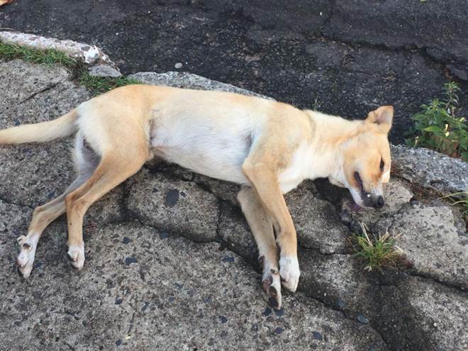 Petiscos tóxicos para cães estão matando animais em todo Brasil, apontam investigações