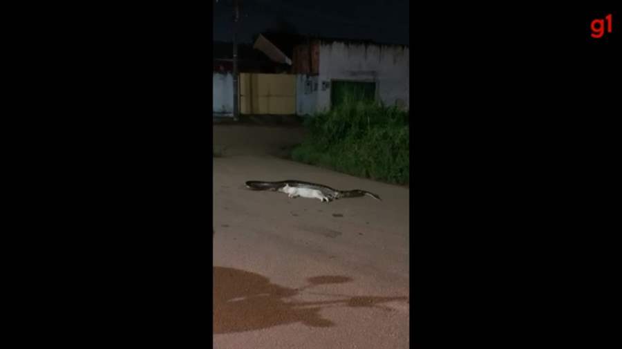 Sucuri-verde é flagrada devorando gato no meio da rua em Porto Velho; veja o vídeo