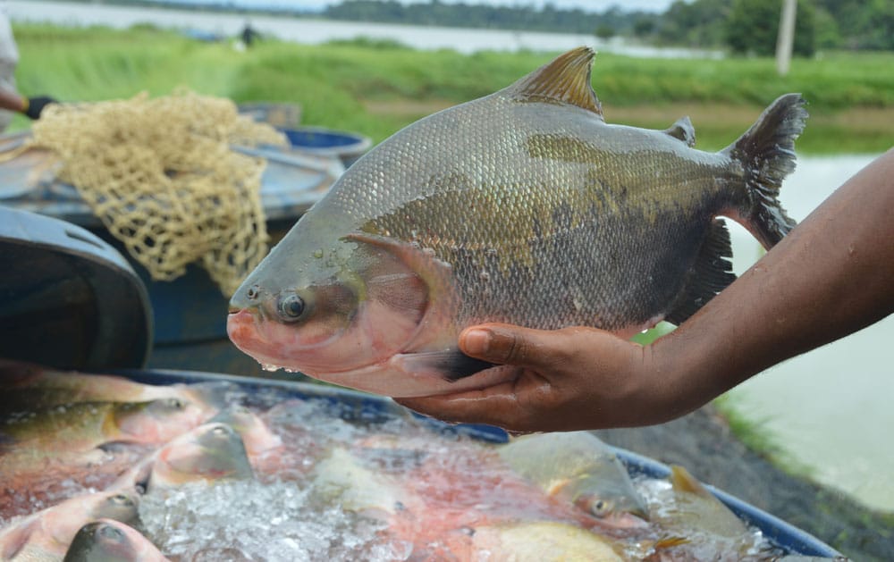 Rondônia é o terceiro  maior produtor de peixes em cativeiro do país
