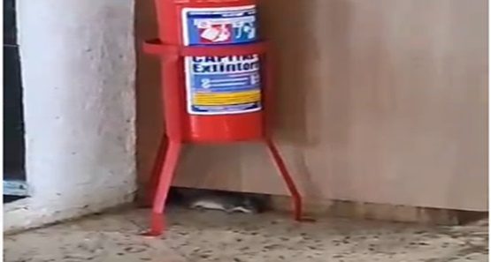 Rato é encontrado por cliente em famosa padaria da capital; veja o vídeo