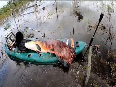 Pescador pega pirarucu de 2 metros e 100 kg no interior, veja o vídeo