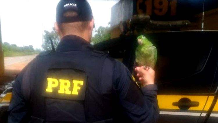 PRF flagra ave sendo transporte irregularmente