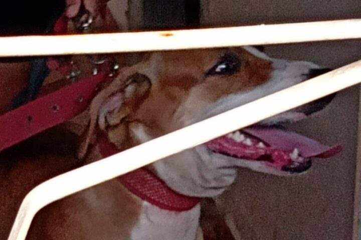 Cachorro de vizinha se solta e quase mata criança de apenas 2 anos; imagens fortíssimas