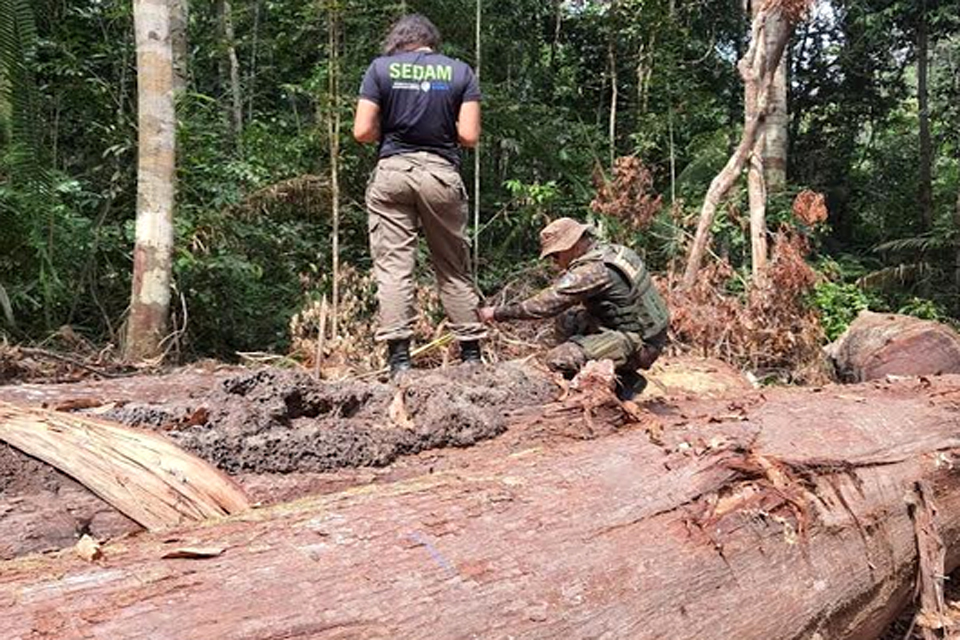 PMRO e SEDAM desarticulam extração ilegal de madeira e apreendem armas
